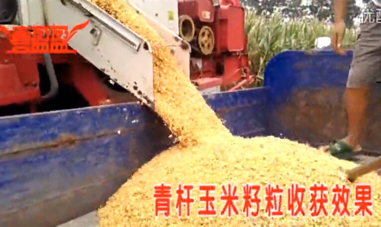 喜盈盈青杆玉米籽粒放粮视频