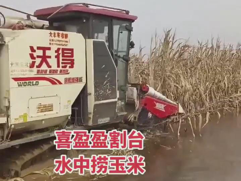 喜盈盈玉米专用割台水中收割效果视频
