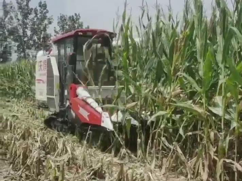 喜盈盈玉米专用割台收割效果视频