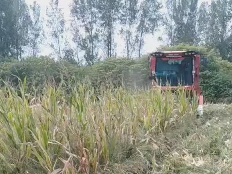 喜盈盈多功能杂粮割台收割效果视频